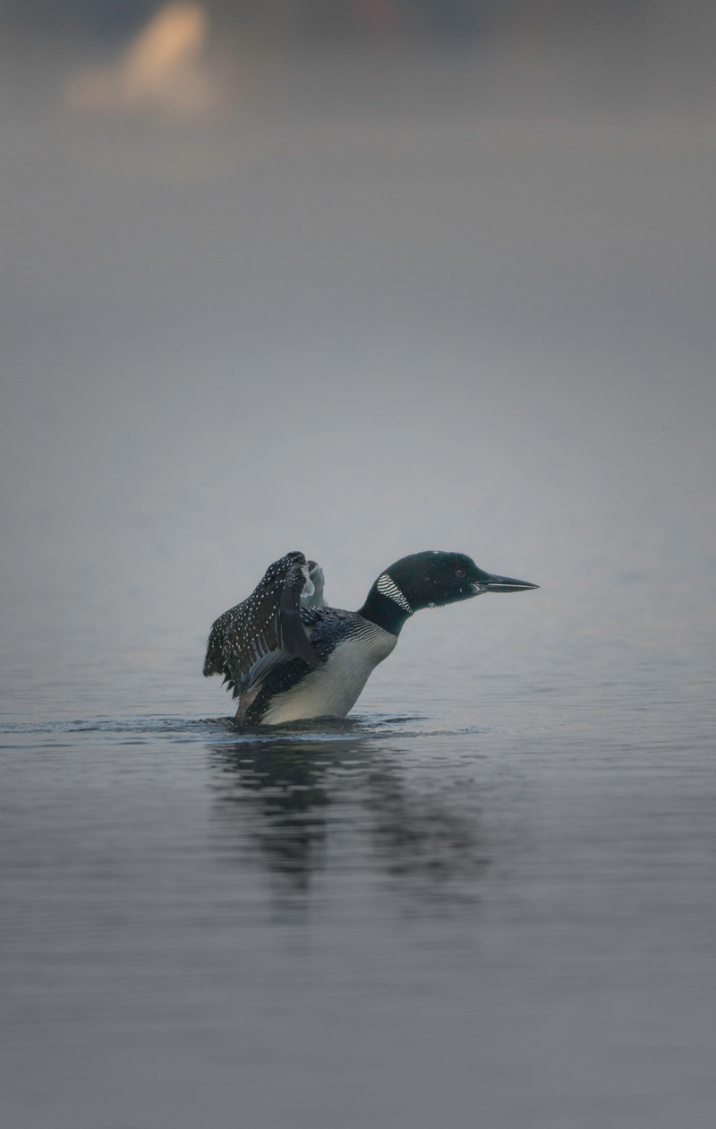 3_1_2017---Fall---Loon-Stretch-on-Caspian_01.jpg